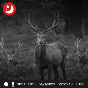 night vision camera