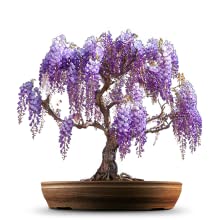 Wisteria Bonsai tree