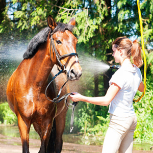 bath horses