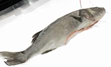 Vacuum sealer,domesetic sealing,sealer,foodsaver,sous vide,sous-vide,fishing machine