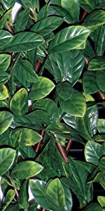 artificial hedge with leaves similar to Osmanto