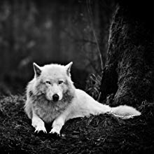 Night Scientific Observation