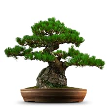 Japanese Black Pine Bonsai Tree