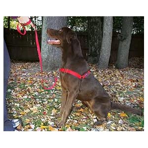 Dog Dogs Harness Harnesses Control Obedience Training Pulling Comfortable Lead Pull No Choking