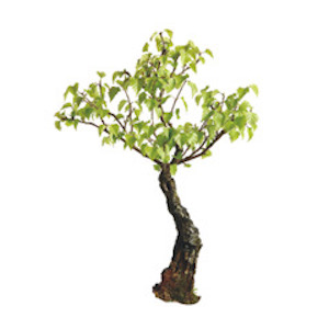 silver birch