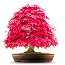 Japanese red maple bonsai tree