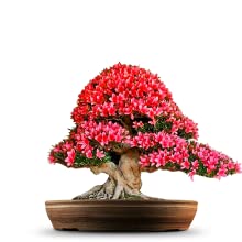 Judas Tree Bonsai