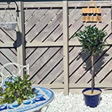 LEAF Artificial Olive Trees