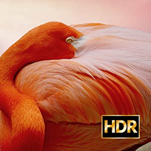 HDR 10 decoding Projector 4k
