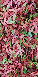 Red Acer