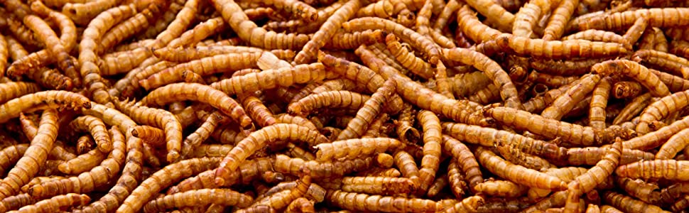 mealworm pile