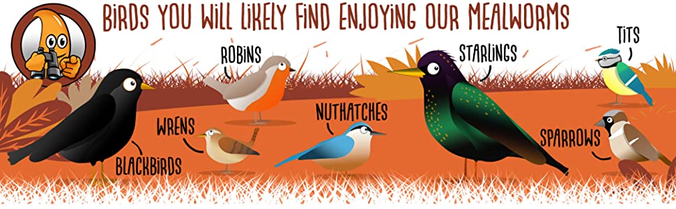 uk birds 2