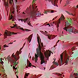 Synthetic hedge on extendable trellis in natural willow Divy 3D X-tens Maple Red