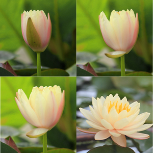 1080p Fun Time Lapse Battery or solar powered