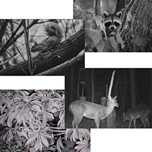 Black/white Image or Video at Night