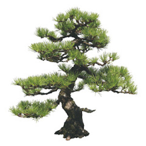 mountain pine