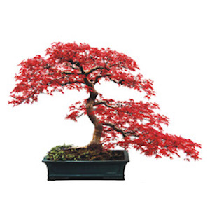 red maple