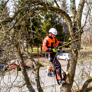 tree climbing spikes