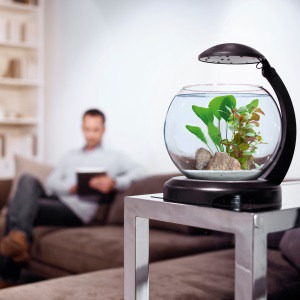 cascade globe, aquarium, tetra, fish tank, fish bowl