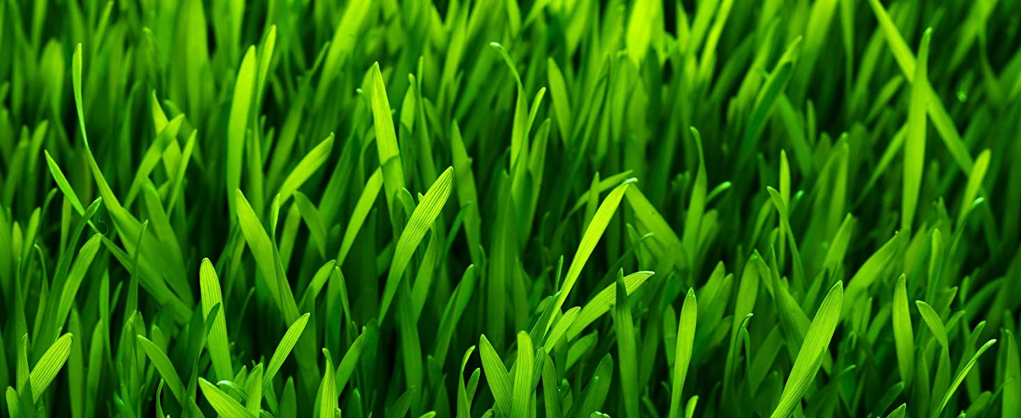 Greener, thicker lawn in 7 days