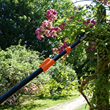 Primus Rose Cavalier