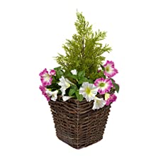 rattan petunia