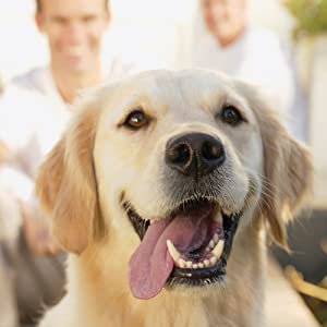 petsafe pet doors, cat flap, dog flap, staywell, extreme weather dog door, draught excluded, PetSafe