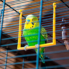 Bird houses, bird cage, bird, bird, bird, bird, ferplast, piano 6, 