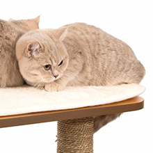 Cat on cushion