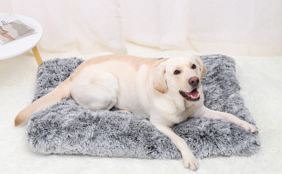 dog bed large