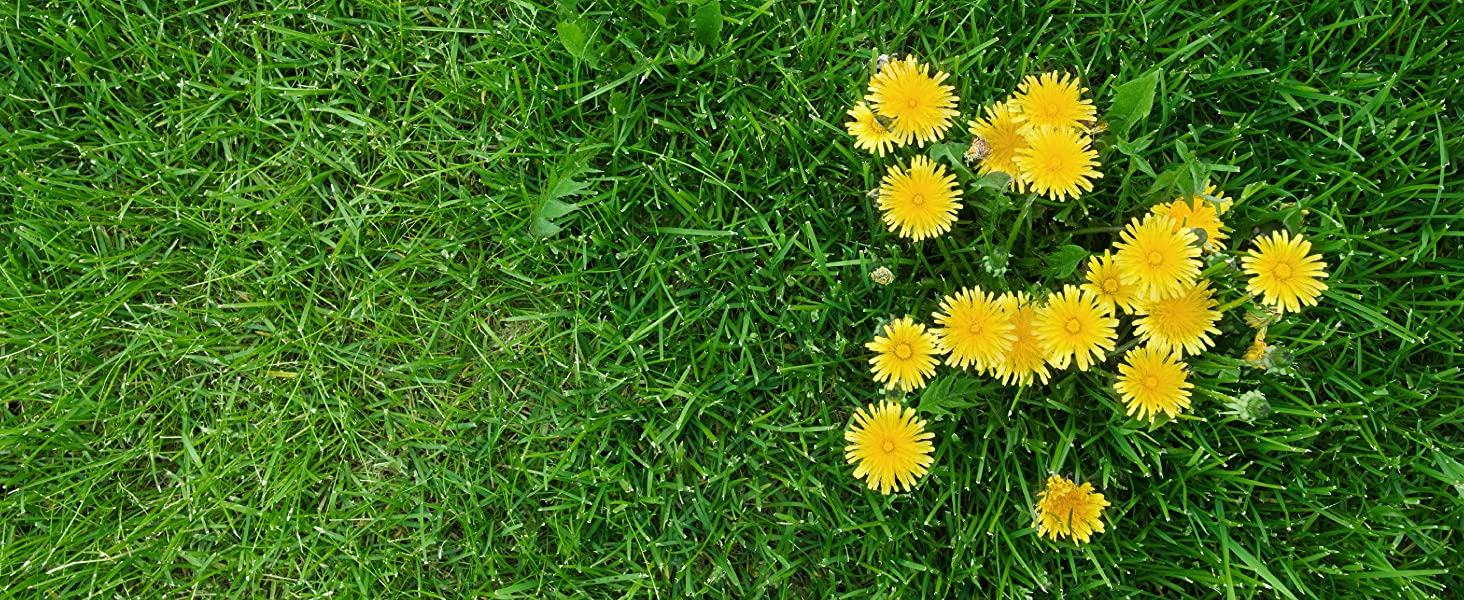 Controlling lawn weeds