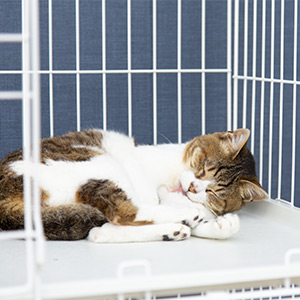 Cage for cats PEC-902/903 - Iris Ohyama