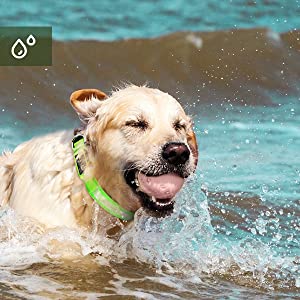 led dog collar large dogs