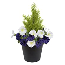 Petunia Pot Planter