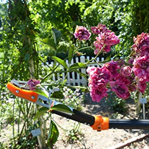 Primus Rose Cavalier