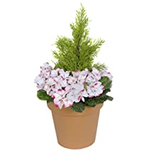 geranium terracota pot planter