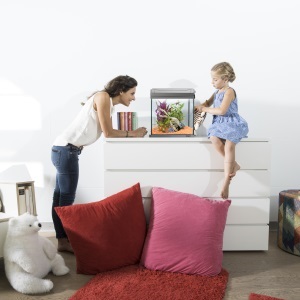 fish tank, tetra, aquarium, discovery line