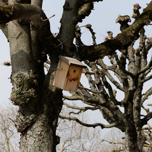 tree climbing spikes