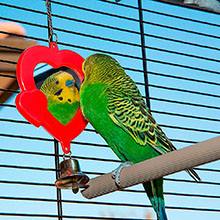 Bird houses, bird cage, bird, bird, bird, bird, ferplast, piano 6, 