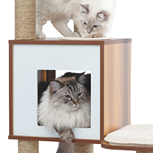 Cat in hideout