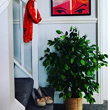 LEAF Artificial Ficus Trees