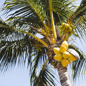 tree climbing spikes