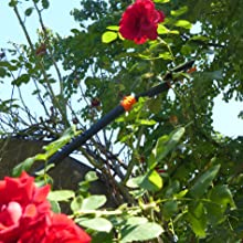 Primus Rose Cavalier