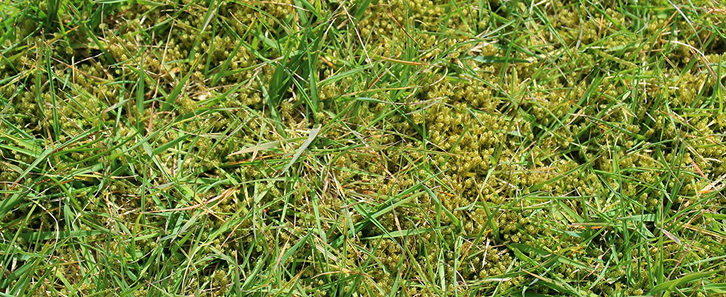 Controlling moss in lawns