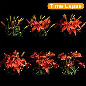 Time Lapse