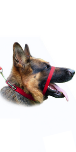 Canny Collar anti pull head collar - red