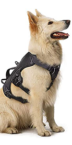dog harness