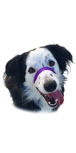 Canny Collar anti pull head collar - purple