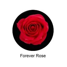 forever rose