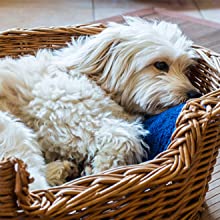 dog bed